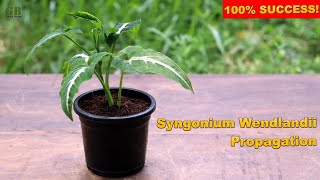 Syngonium Wendlandii or Arrowhead Plant Propagation From Cuttings (With Update)