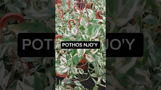 Pothos N'joy Tips Care #shorts #reels #plants #pothos #beauty #video #garden #video #foryou #short