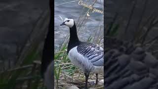 Canada goose / Bernache du Canada #wildlife #suisse #nature #goose #oie