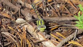 Great Basin Snaketail (Ophiogomphus morrisoni) tracking potential prey items