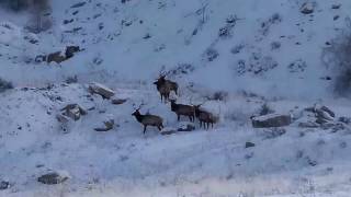 Some elk I ran into at work