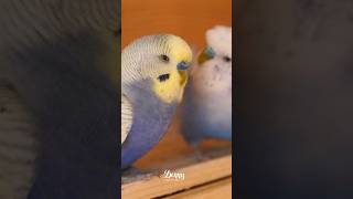 Two handsome budgies