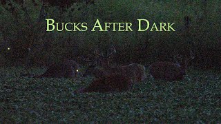 White-Tailed Bucks After Dark with Lightning Bucks and Cricket Sounds