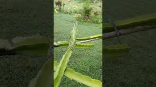 dragon fruit bearing fruits