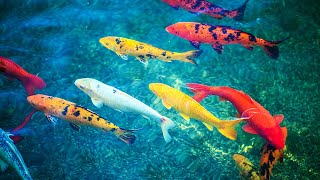 Koi fish pond - Huge fish and hundreds