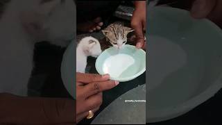 meow meow 🐱🥰 #babycat #catlover #shorts #kittens #petlove #cat #viral #shortvideo