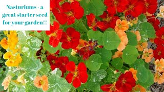 Copper Sunset variety of Nasturtiums