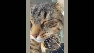 🐈 Cat SLOW MOTION Meme | TikTok Dance Full Compilation | Music Challenge 🎵 | Paramore - Interlude