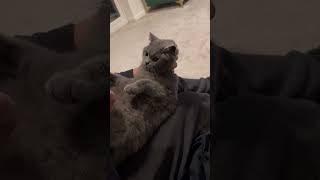 I am a wild animal beware human😈 watch till the end | drop us sub please if you love cats #bsh