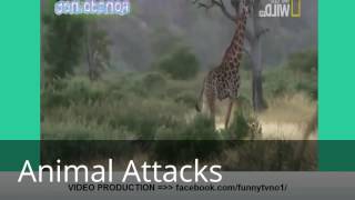 Animal Attacks