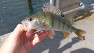 Livebait Fishing for Perch with Minnows