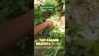 Strek #mancing #Belut #besar#shortvideo