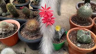 #lobivia#cactoflorido#thelocactus#matucana#cactoamendoim#cactos#flores Cactos Floridos (parte 2)