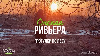 Весенний лес на Оке. Размышления вслух.