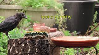 Birds get help from wildfire smoke