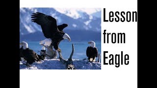 Lesson From Eagle  Motivational video