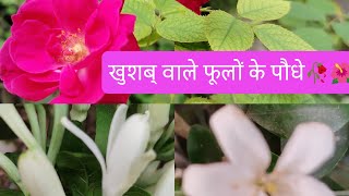 Khushbu wale Phoolon Ke paudhe/ खुशबू वाले फूलों के पौधे #thegrounddiaries #gardening