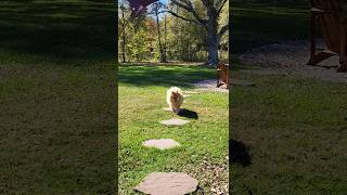 Pomeranian walks on stepping stones #pomeranian #pets #dogshorts