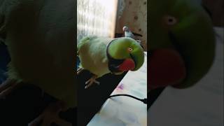 When Mani, the beautiful green parrot, is acting cute. 🦜❤💚💛💜#birds #shorts #tiktok