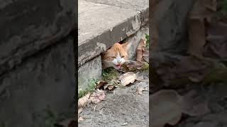 I thought this cat stucks in the drain