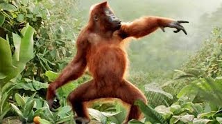 Funny Monkey Videos 2020 [Funny Pets]