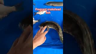 Pregnant Snakehead fish #fish #snake #ikanchanna #fishing #ytshorts #shortsvideo #pork #meat