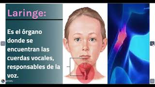 Rol de las estructuras del sistema respiratorio.