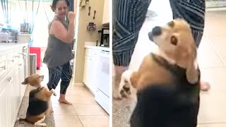 Beagle Dog and Her Owner Do This Every NIGHT, That Has Jaws Dropping