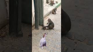 monkey dog, monkey dog fight, monkey dog funny