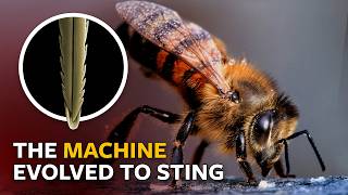 How do bee stingers work?