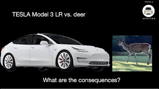 Deer crashes full speed into my Tesla Model 3: total damage or what???