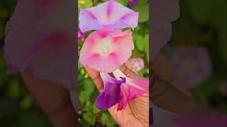 Morning glory bloom #plants #flowers #garden #seattle #usa #gardening #floweringplant #climbers