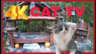 Cat TV Dog TV 4k Chipmunks , Squirrels and Birds #cattv #squirrel #birds