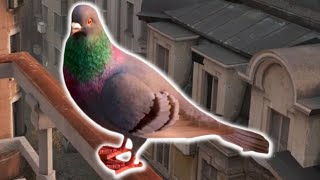 Half-Life: Pigeon