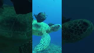 Explore Barrier Reef #shorts #youtubeshorts #australia #greatbarrierreef  #travel #trending #viral