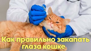 КАК ПРАВИЛЬНО ЗАКАПАТЬ КОШКЕ ГЛАЗА. Советы Ветеринарного Врача.