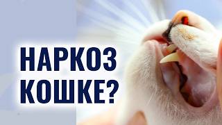 Делать ли кошке наркоз?