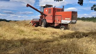 Żniwa 2022🔥Ryk Bizona🔥Żyto pod kosę🌾Pomarańczowe Lato! 🧡 AgroTeamMazowieckie🌾