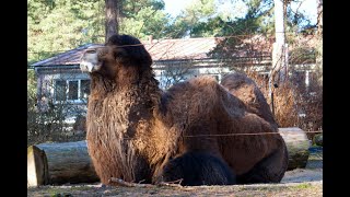 Visiting Riga zoo