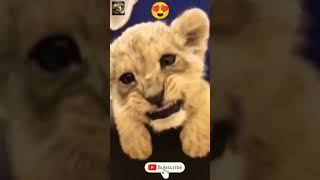 Lion CUBS Roar | WILD ANIMALS #shorts #short