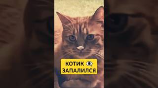 Котик запалился) мемы от SHUMA NUMA #юмор #катях #мем