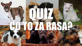 Quiz: Rasy Psów - Szczeniaki