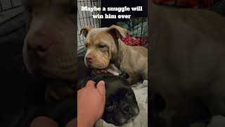 New puppy settled in #pocketbully #dog #shorts #shortvideo #love #bullybreed #frenchbulldog