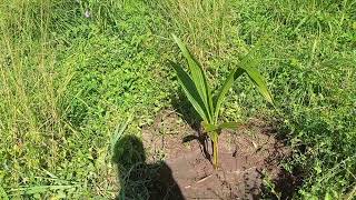 Plantando Frutíferas no Sítio Ebernezer.