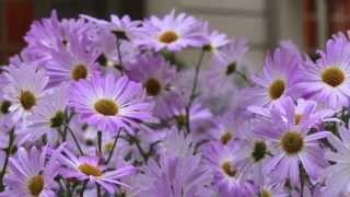 Video and photographs of the Frick Collection Garden's Korean Mums by Corrado Serra - 1080p