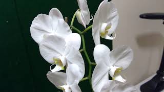 Phalaenopsis 'Joans Jeff'  Red ribbon at the Buffalo show!