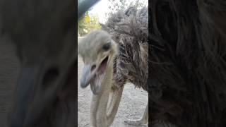 Mr. Ostrich need something #shorts #short #big