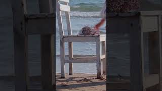 A Touch of Beauty: Person Adorns Beach Chair with Flowers