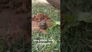 Dung beetle family scaarbaeids