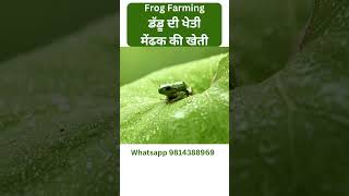 Frog Farming | ਡੱਡੂ ਦੀ ਖੇਤੀ | मेंढक की खेती |Modern Kheti